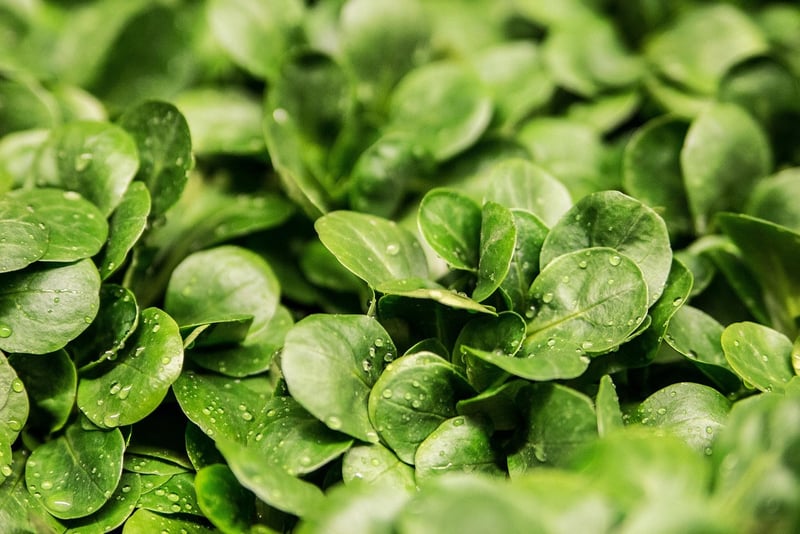 Hydroponic Gardening